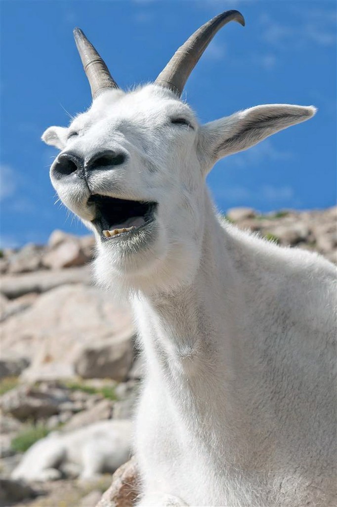 mountain-goat